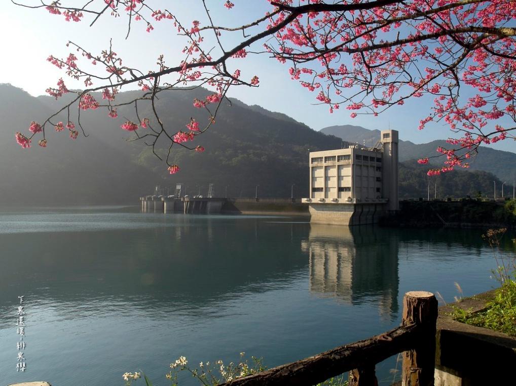 水庫的湖光山色因山櫻花更顯出色
