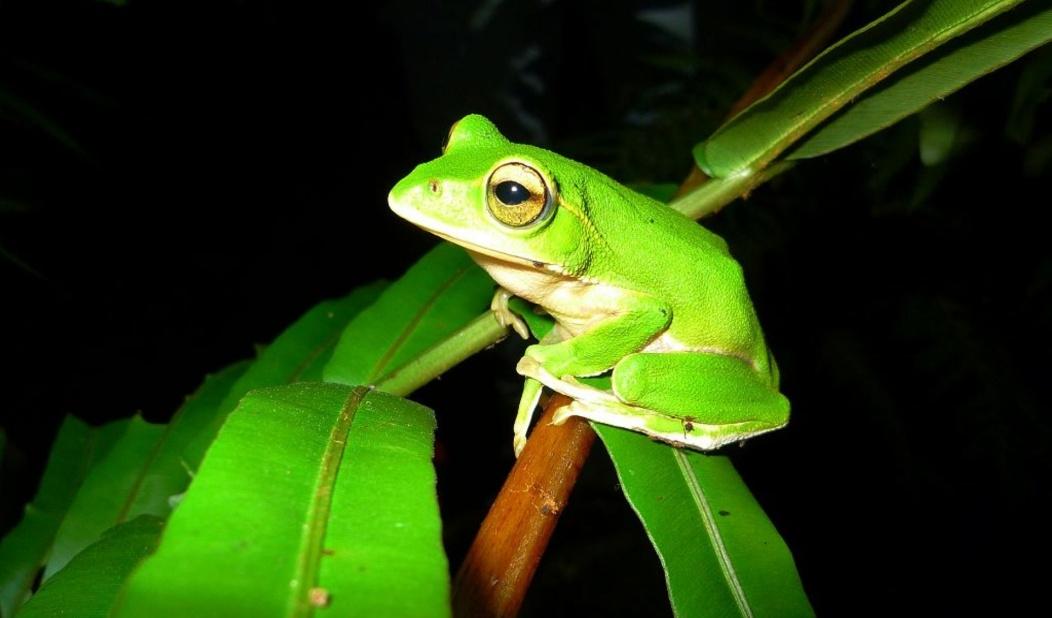 翡翠樹蛙背部為翠綠色，虹膜、眼線及顳摺皆呈金黃色