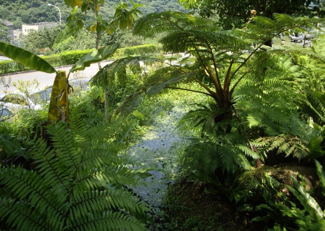 「蕨色翡翠」園區長滿大大小小的筆筒樹，讓人恍如置身侏儸紀時代