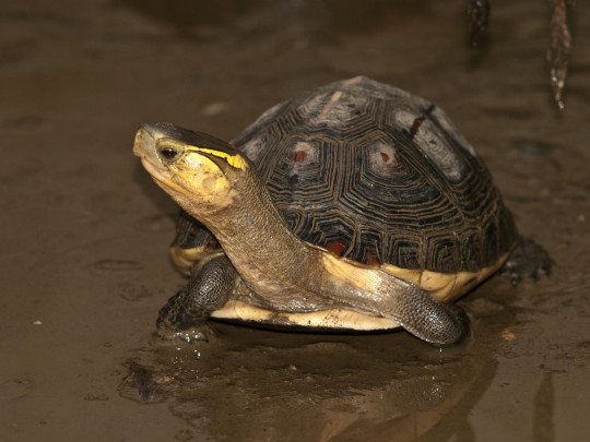 圖1、翡翠水庫集水區擁有目前已知亞洲最穩定的食蛇龜野生族群。