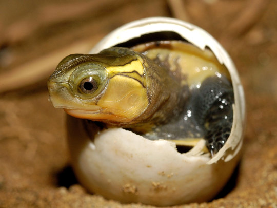 圖2、剛孵化之食蛇龜幼龜。