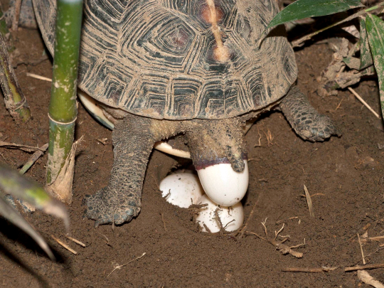 圖6、每年5-8月為食蛇龜的產卵季，一般每窩約1-4個蛋，可產1-2窩，蛋明顯比其他淡水龜大。