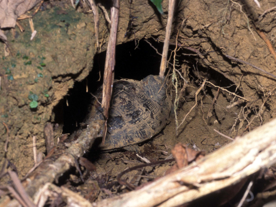 圖7、食蛇龜在溫度較低的冬季會尋找合適的洞穴渡冬。