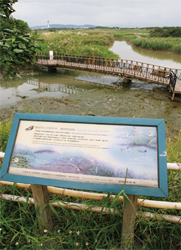 關渡自然公園包括大片的草澤、水塘、水筆仔純林、河口泥灘地,生態相當豐富。