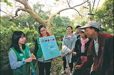 天母水管路旁的樹蔭濃密、枝葉繁茂。
