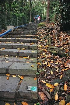 沿階踏尋草山水道,成為每年天母水道祭最具特色的活動之一。