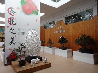 Camellia exhibition
