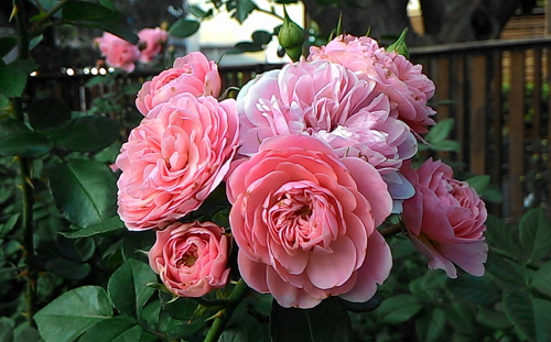 Clustered roses exude attractive softness.