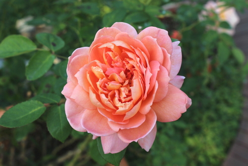 Single-strand roses are lovely in their own right.