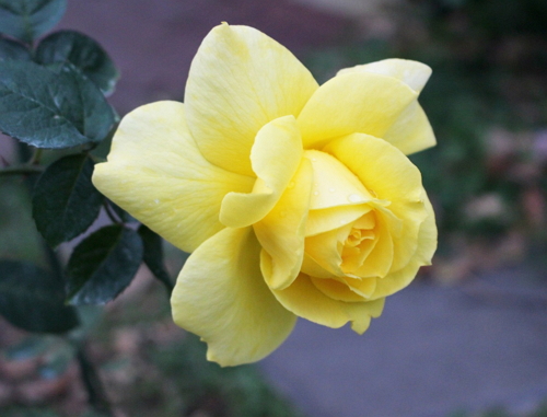 Hybrid tea roses