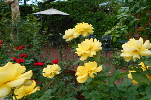 Blooming roses at Taipei Rose Garden