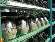 5. 147 Paintball Theme Park enables exciting tropical junglestyle faux combat in myriad variety, and has proven extremely popular with locals and foreigners alike.