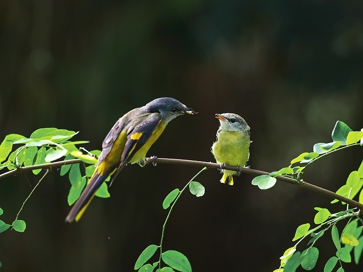  The female yellow-throated minivet is bright yellow, overturning the general rule in nature of simple colors for female birds. (Photo: Guo Gengguang)