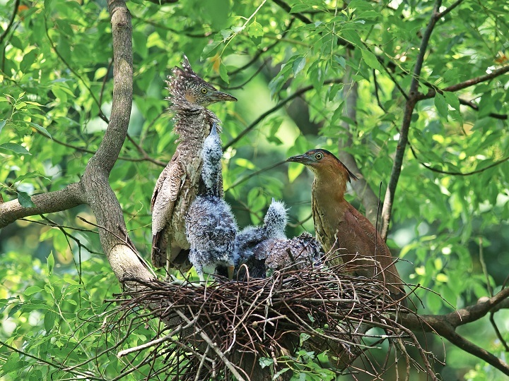 Whether the black-crowned night heron can live safely is an indicator of local residents’ respect for the survival of bird species. (Photo: Guo Gengguang)