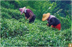 5. Foreign expats and travelers are a frequent sight at Maokong, admiring the sights and the brews.