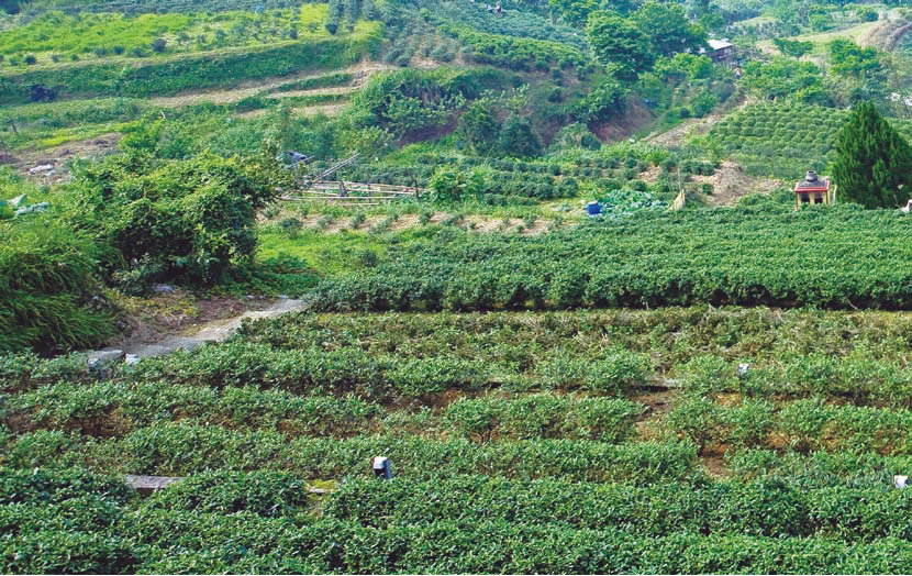 1-3. Each of the many teahouses lining the Muzha Tourist Tea Plantations area has its own distinctive charm and character. 