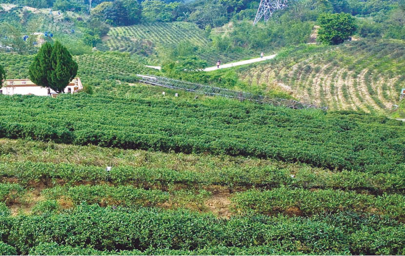  4. The world of Maokong, of tea bushes and scented flowers and sweeping mountain vistas, may well bring the word“Xanadu”to mind. 