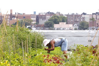Beginning with the Brooklyn Grange, New York currently has more than 700 urban farms.