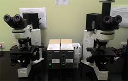 OLYMPUS BX40 顯微鏡螢光