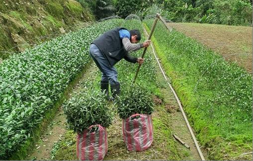 閒置農地活化（種植茶苗）