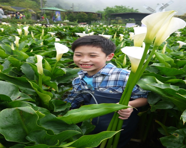 2015海芋季開幕活動