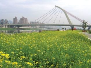 Yellow Rape Flowers of Dajia Riverside Park