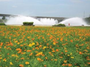 Orange Cosmos of Dajia Riverside Park