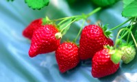 內湖農特產品--草莓