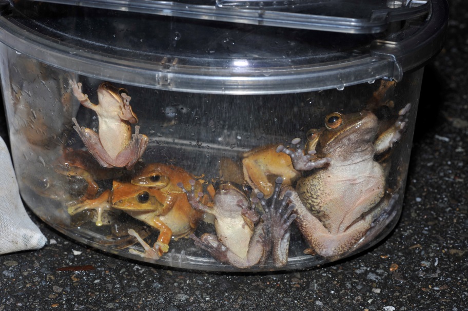 被抓到的斑腿樹蛙除了供保育研究外，亦提供動物園及鳥類救傷中心做為猛禽的食物，完全善盡牠們的保育價值