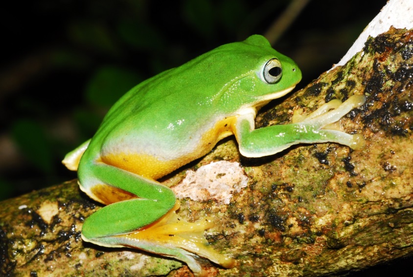臺北樹蛙是最能代表大臺北的物種