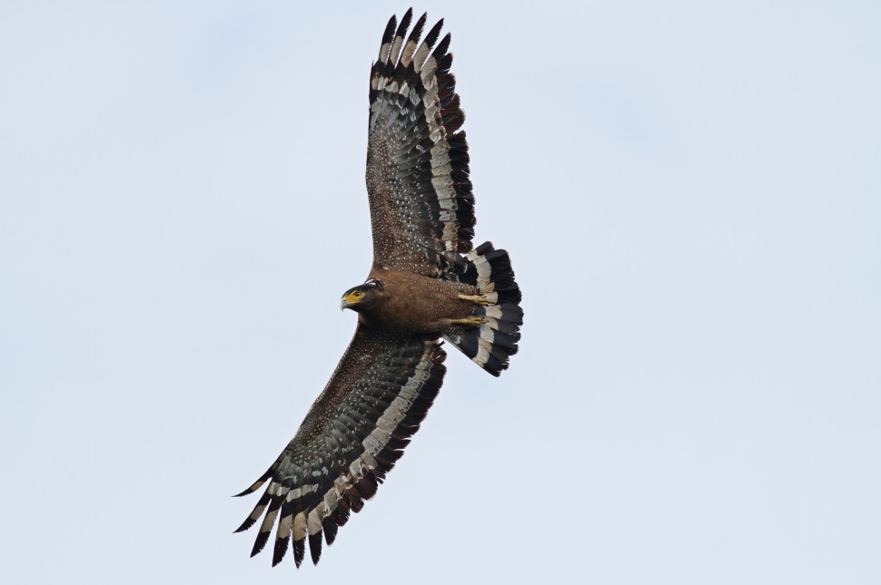 在空中十分搶眼的大冠鷲，適合作為觀鷹入門鷹種
