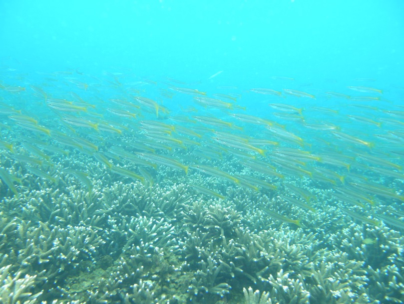 圖2.澳洲大堡礁有高密度的珊瑚覆蓋度和魚群