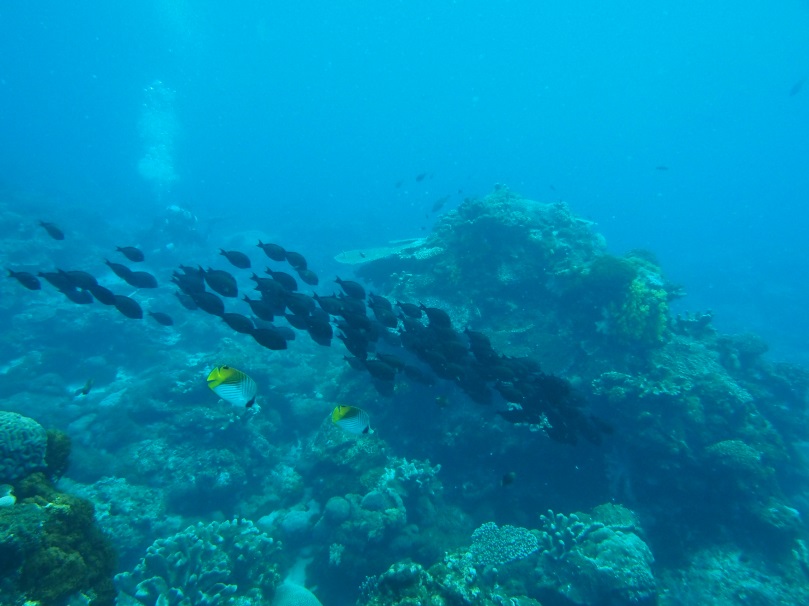 圖4.臺灣的綠島也有幾個資源保護區。珊瑚礁魚類的種類數和數量也很豐富