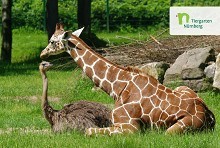 友好動物園攝影展-長頸鹿