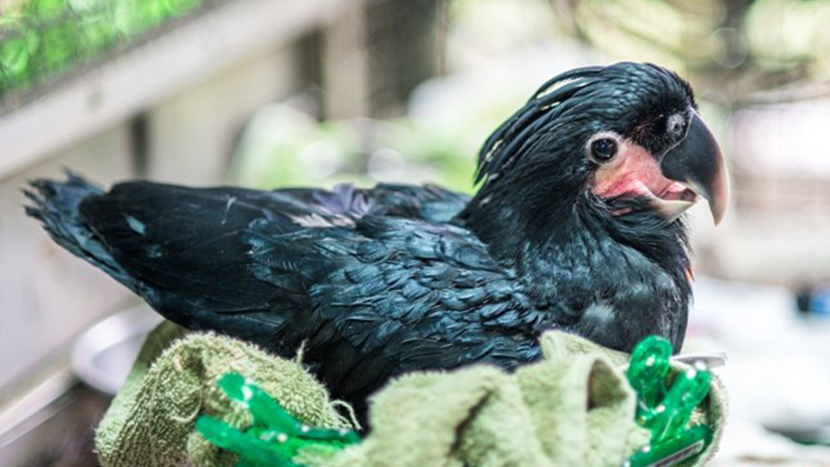 挑剔棕櫚鳳頭鸚鵡 繁殖成功