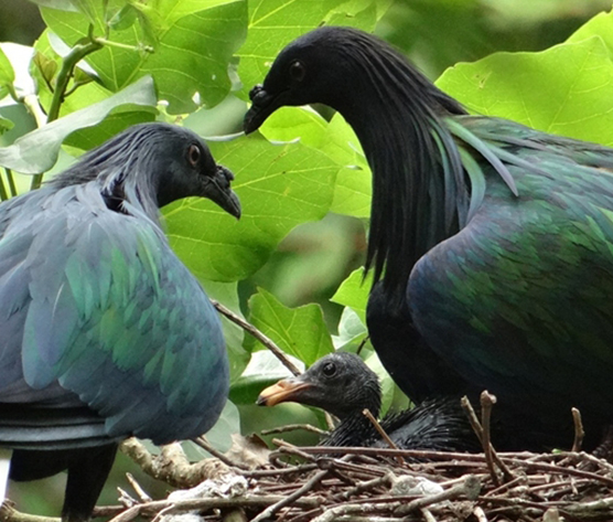 綠簑鴿忙孵蛋育雛