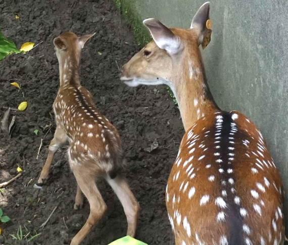 臺北動物園電子報 第053期 17動物夏夏叫
