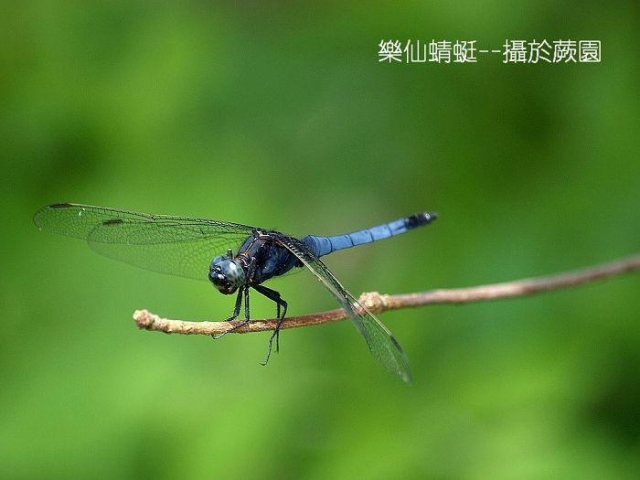 照片6天氣晴朗，翡翠水庫中的樂仙蜻蜓快樂的飛翔