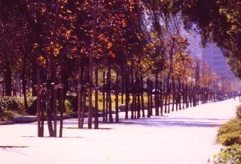 trees along the walks