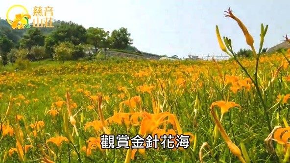 觀賞金針花海