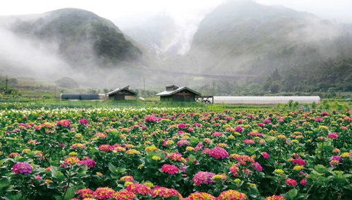 5月由繡球花接續竹子湖花海美景。