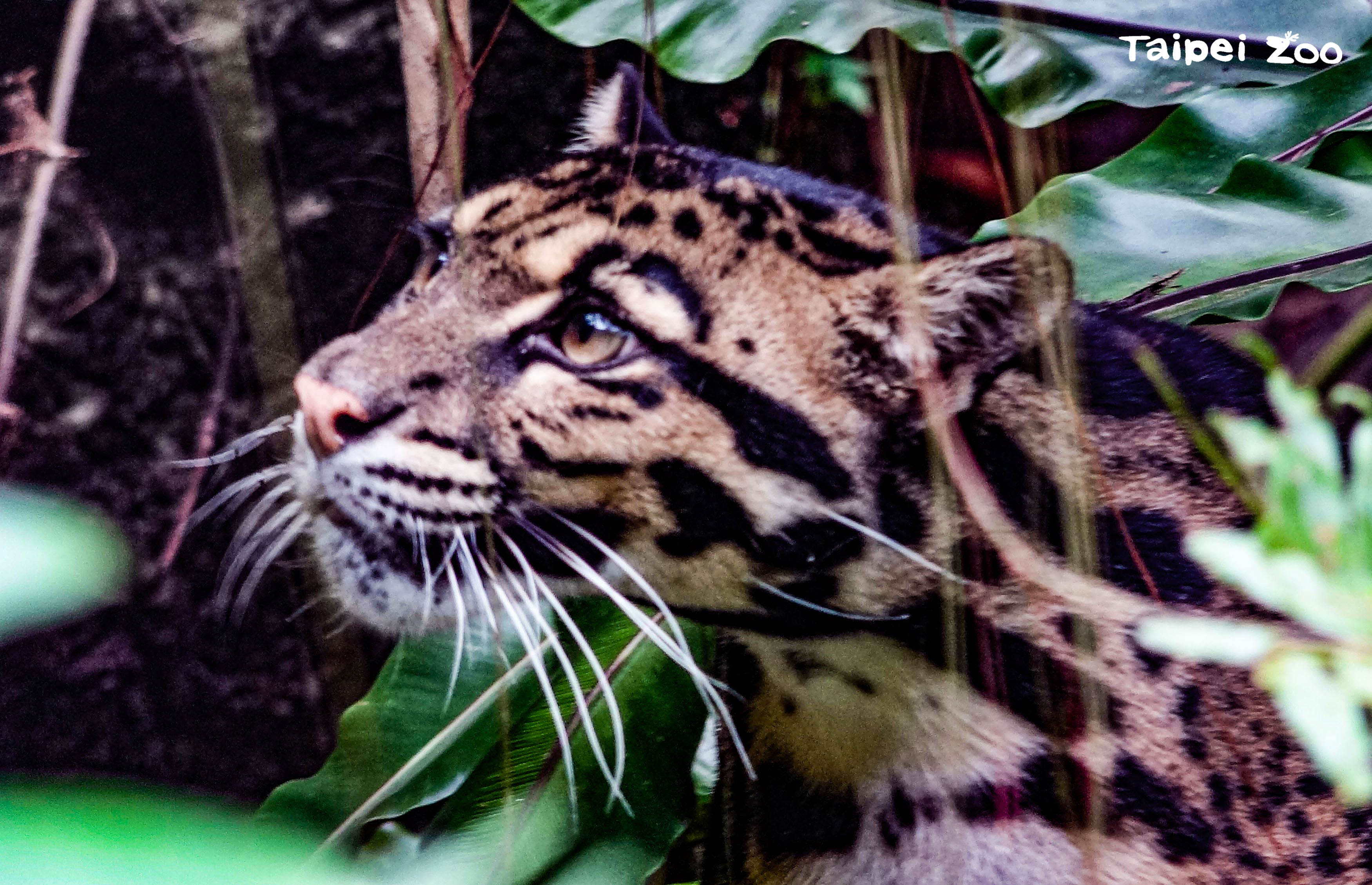  Suki, the clouded leopard at Taipei Zoo