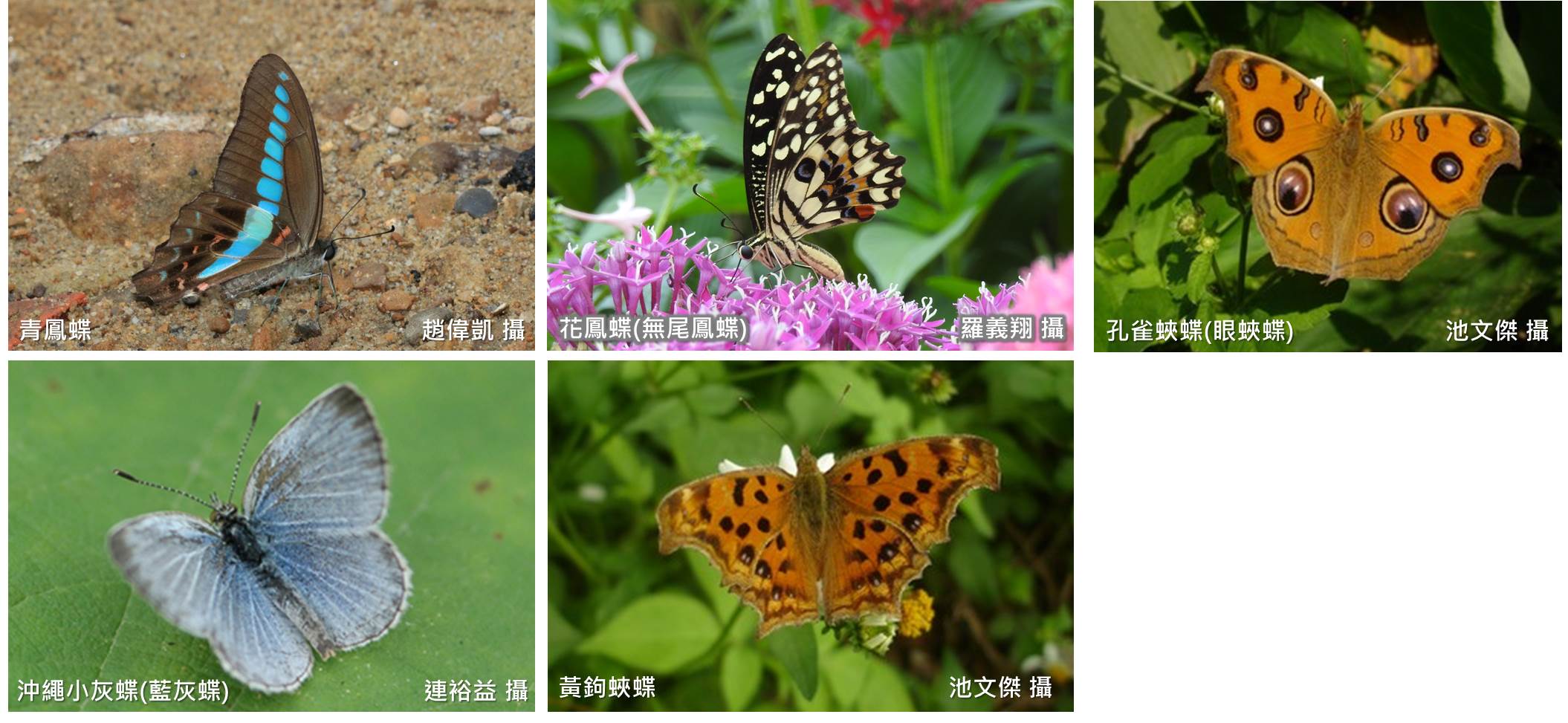 社子島常見蝶類