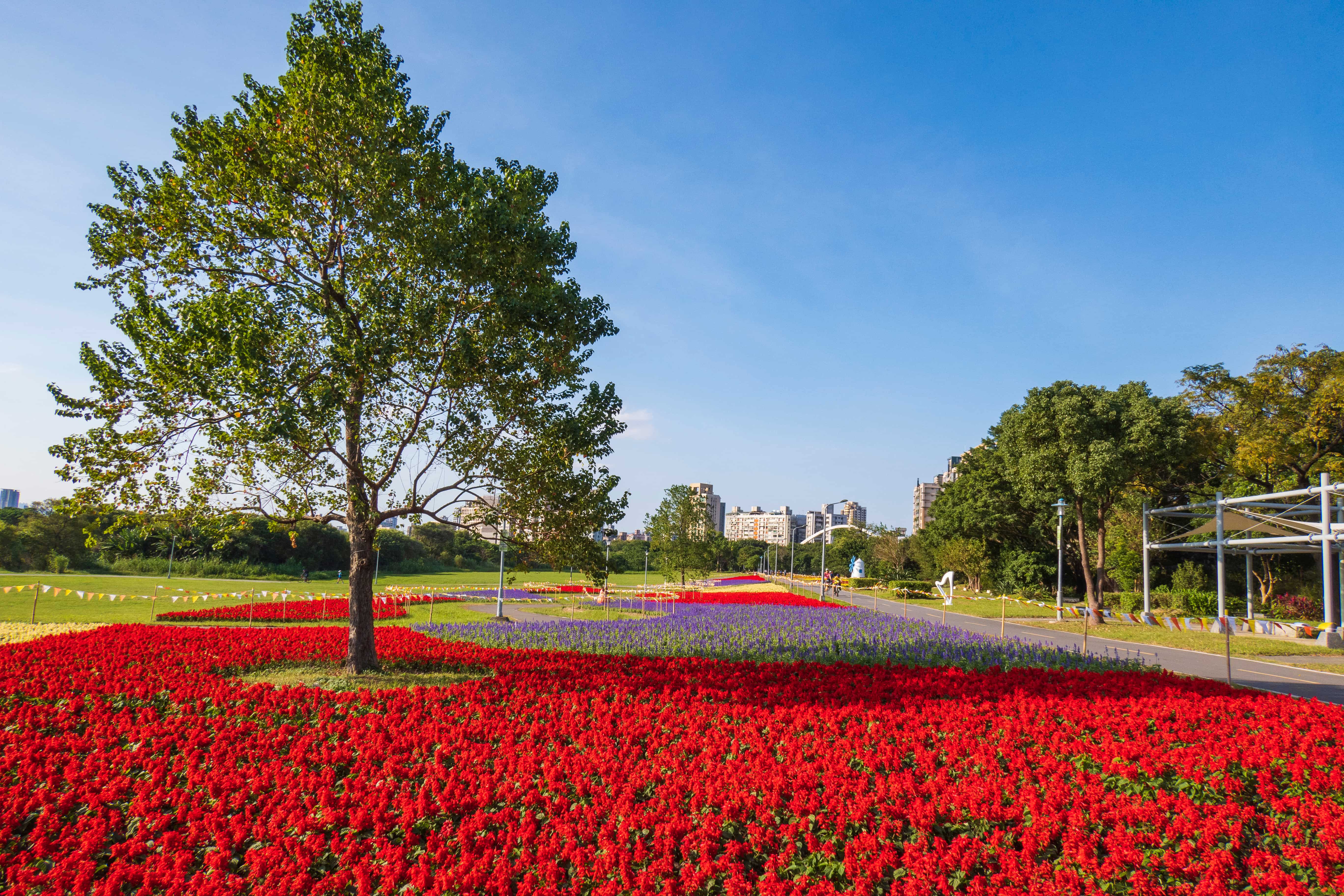 古亭河濱公園，現在正值花海盛開，大片的紅、白、紫當季草花，鮮豔奪目超夢幻