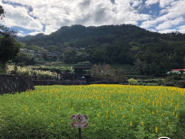 樟樹步道魯冰花季