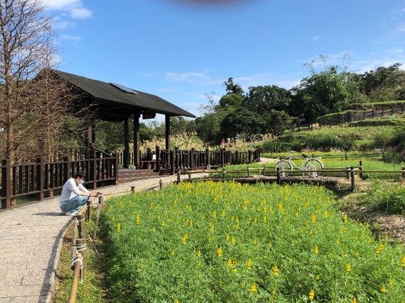 樟樹步道魯冰花季2