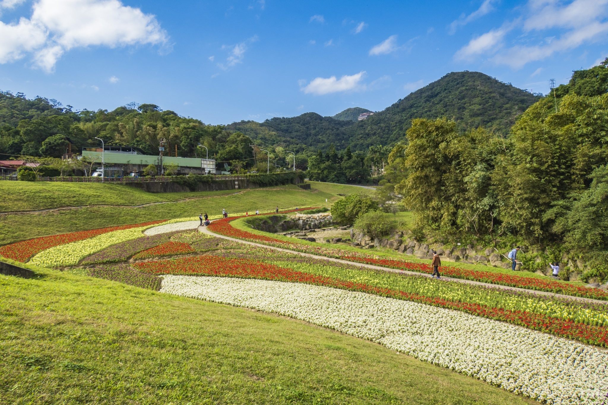 大溝溪花海 新春好去處