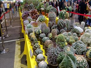 建國花市36週年慶多肉植物展