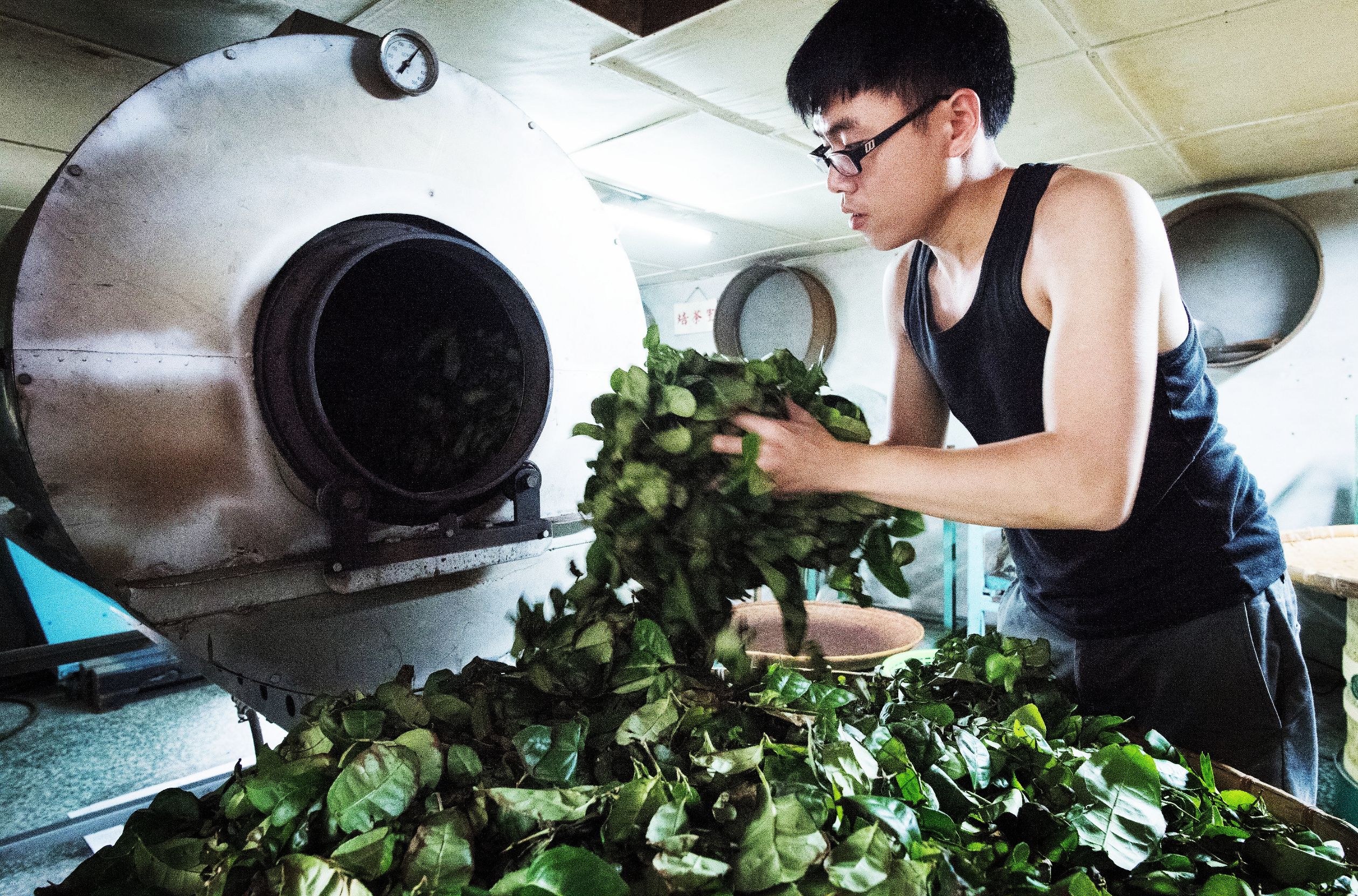 木柵山區雲霧繚繞適合鐵觀音茶樹生長