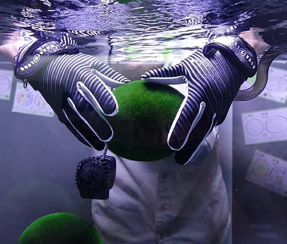 毬藻照養「開箱文」 水質控管加SPA